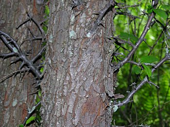 Southern Crabapple (Malus angustifolia) bark