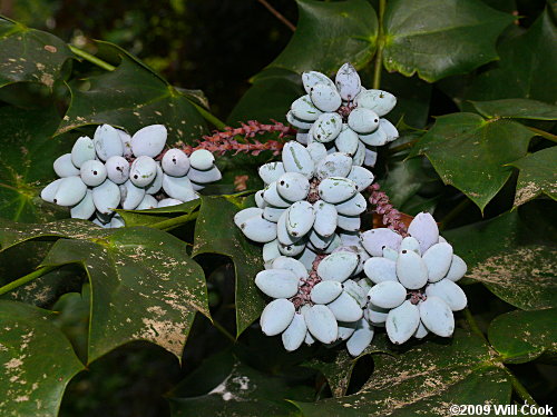 Leatherleaf Mahonia (Mahonia bealei) fruits