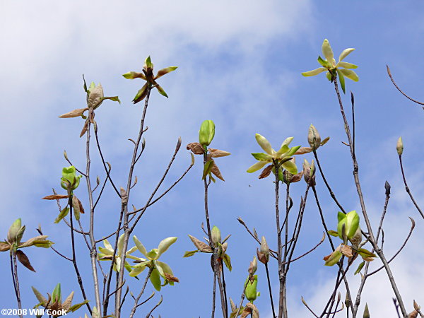 Fraser Magnolia (Magnolia fraseri)