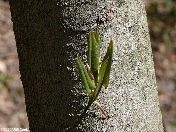 Fraser Magnolia (Magnolia fraseri) bark