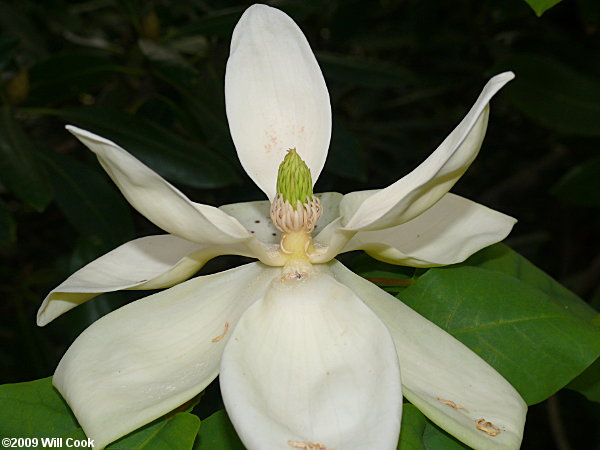 Fraser Magnolia (Magnolia fraseri)