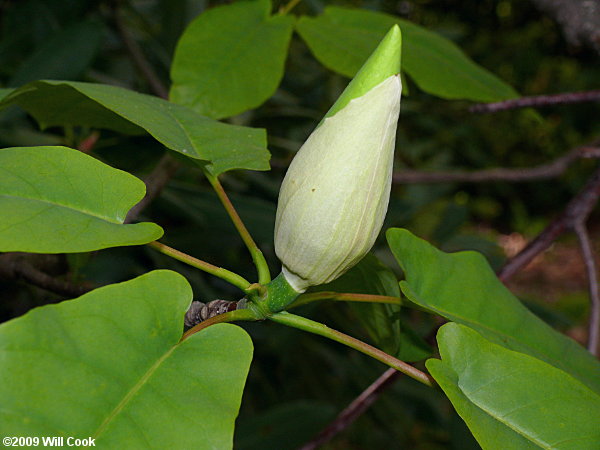 Fraser Magnolia (Magnolia fraseri)