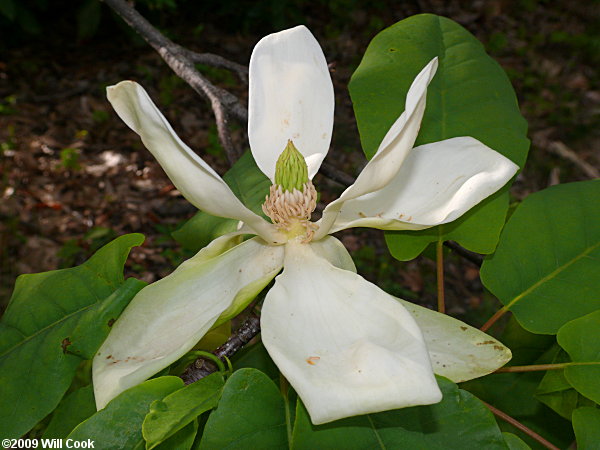 Fraser Magnolia (Magnolia fraseri)