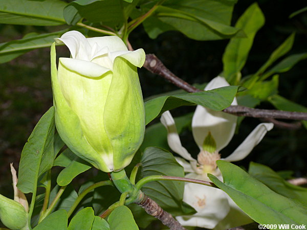 Fraser Magnolia (Magnolia fraseri)