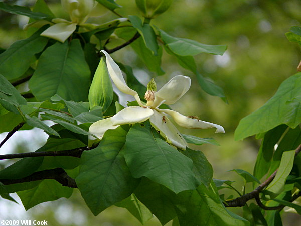 Fraser Magnolia (Magnolia fraseri)