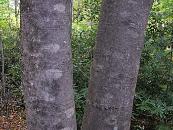 Fraser Magnolia (Magnolia fraseri)