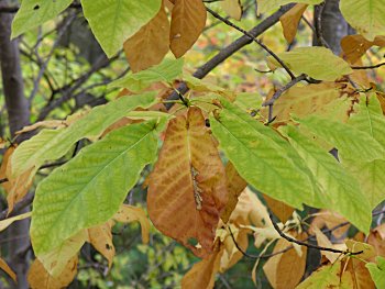 Fraser Magnolia (Magnolia fraseri)