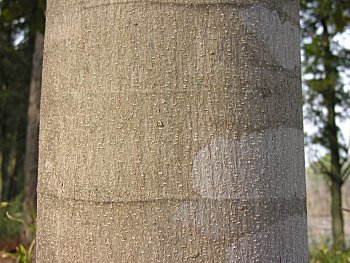 Southern Magnolia (Magnolia grandiflora) bark