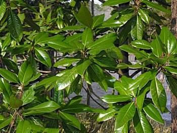 Southern Magnolia (Magnolia grandiflora) leaves