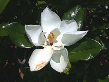 Southern Magnolia (Magnolia grandiflora) flower