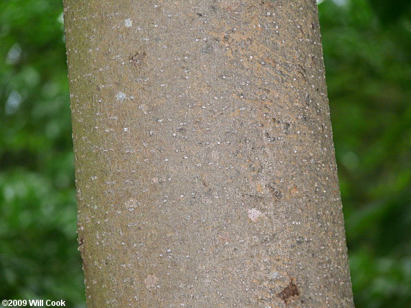 Bigleaf Magnolia (Magnolia macrophylla) bark