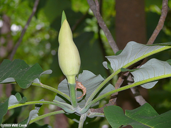 Bigleaf Magnolia (Magnolia macrophylla) flower bud