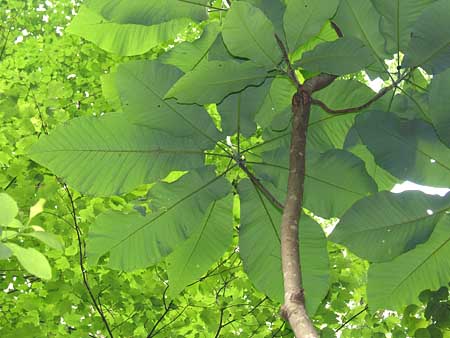 Bigleaf Magnolia (Magnolia macrophylla)