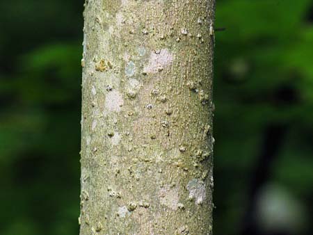 Bigleaf Magnolia (Magnolia macrophylla)