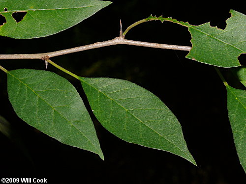 Osage-Orange (Maclura pomifera) leaves