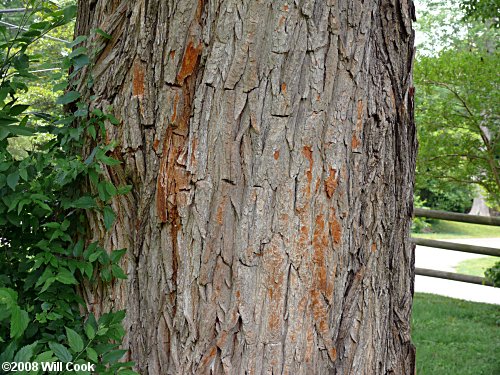 Osage-Orange (Maclura pomifera) bark