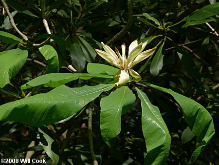 Umbrella-Tree (Magnolia tripetala)