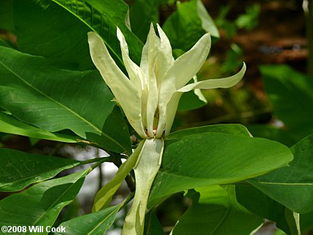 Umbrella-Tree (Magnolia tripetala)