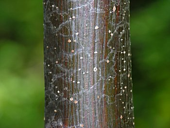 Chinaberry (Melia azedarach) bark