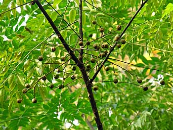 Chinaberry (Melia azedarach) fruits