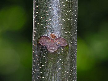 Chinaberry (Melia azedarach) bark