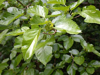 White Mulberry (Morus alba) leaves
