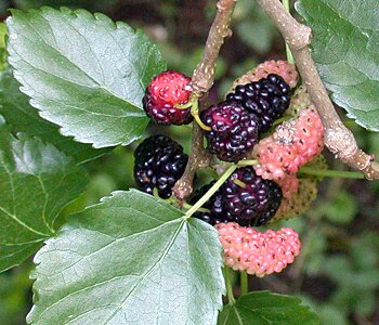 White Mulberry (Morus alba) fruits
