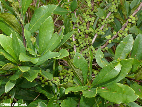 Southern Bayberry (Morella caroliniensis)