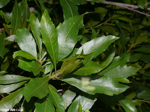 Wax Myrtle (Morella cerifera)