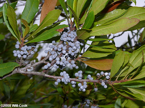 Wax Myrtle (Morella cerifera) fruits