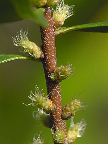 Wax Myrtle (Morella cerifera) flowers