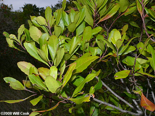 Northern Bayberry (Morella/Myrica pensylvanica)