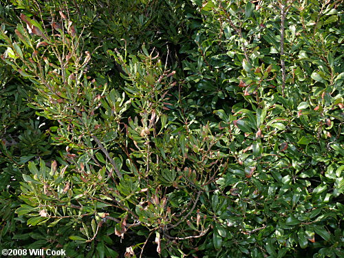 Northern Bayberry (Morella/Myrica pensylvanica)