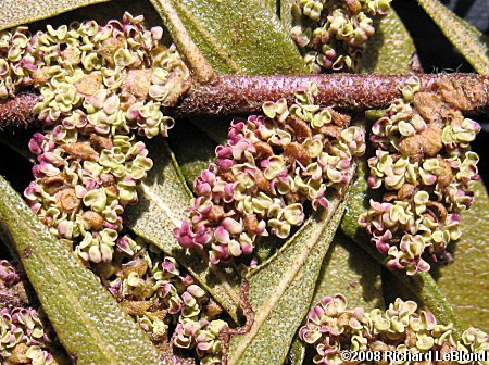 Dwarf Wax-myrtle/Bayberry (Morella/Myrica pumila) flowers