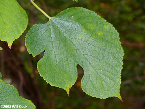 Red Mulberry (Morus rubra) leaves
