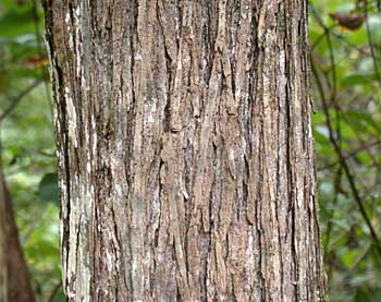 Red Mulberry (Morus rubra) bark