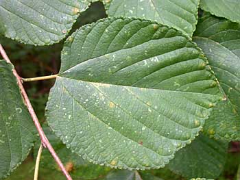 Red Mulberry (Morus rubra) leaf