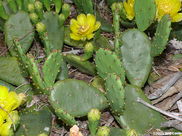 Eastern Prickly-pear (Opuntia humifusa) flower