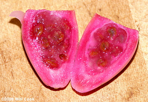 Eastern Prickly-pear (Opuntia humifusa) fruit