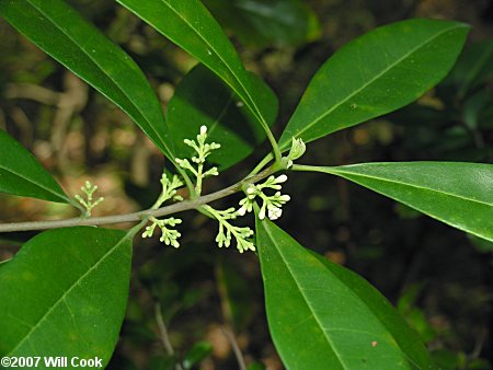 Devilwood (Osmanthus americanus) flowers