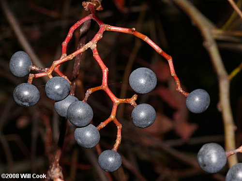 Virginia Creeper (Parthenocissus quinquefolia) fruits