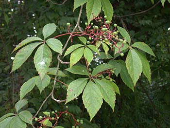 Virginia Creeper (Parthenocissus quinquefolia)