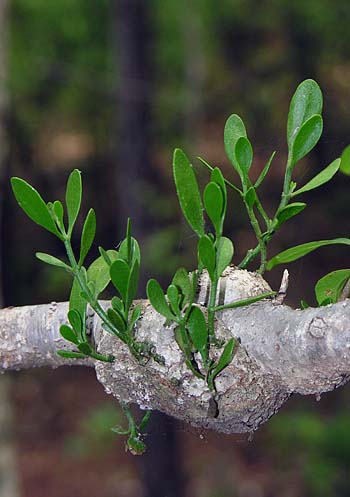 Oak Mistletoe (Phoradendron leucarpum)