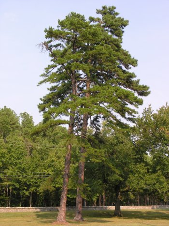 Shortleaf Pine (Pinus echinata) tree