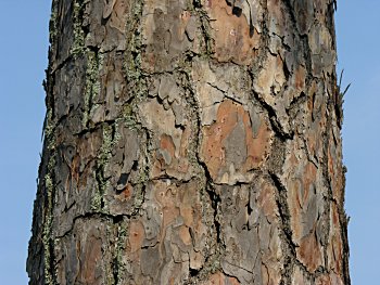Shortleaf Pine (Pinus echinata) bark
