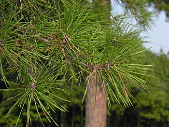 Shortleaf Pine (Pinus echinata) leaves