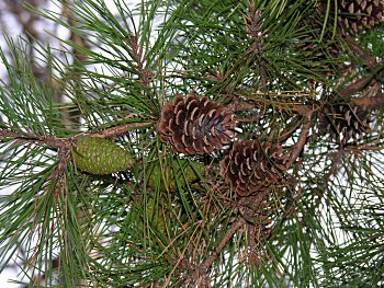 Shortleaf Pine (Pinus echinata)