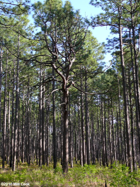 Longleaf Pine (Pinus palustris)