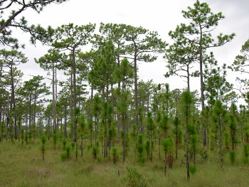 Longleaf Pine (Pinus palustris) savanna