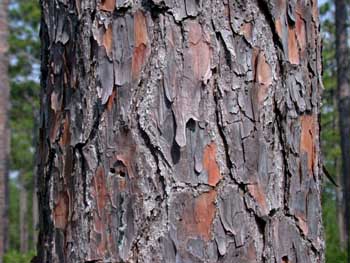 Longleaf Pine (Pinus palustris) bark